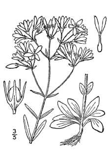 <i>Sabatia paniculata</i> (Michx.) Pursh