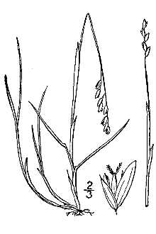 <i>Savastana pauciflora</i> (R. Br.) Scribn. & Merr.