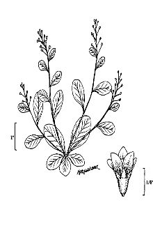 <i>Samolus parviflorus</i> Raf.