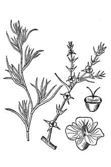 <i>Salsola kali</i> L. ssp. tenuifolia Moq.