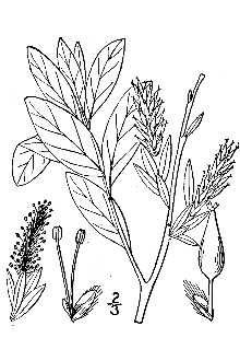 <i>Salix fuscescens</i> Andersson var. hebecarpa Fernald