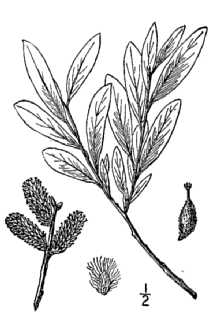 <i>Salix obovata</i> Pursh