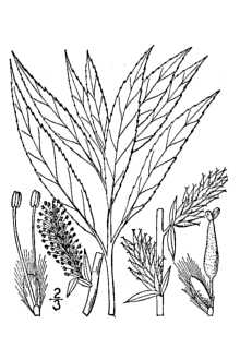 <i>Salix sericea</i> Marshall var. subsericea (Andersson) Rydb.