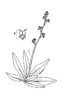 <i>Saxifraga pensylvanica</i> L. var. purpuripetala (A.M. Johnson) Bush