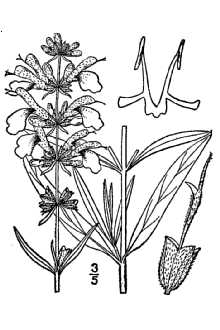 <i>Salvia azurea</i> Michx. ex Lam. ssp. intermedia Epling