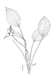 <i>Sagittaria graminea</i> Michx. var. platyphylla Engelm.