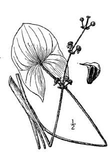 <i>Sagittaria viscosa</i> C. Mohr