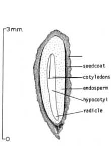 <i>Sambucus microbotrys</i> Rydb.