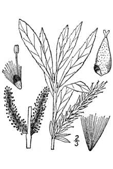 <i>Salix purpurea</i> L. f. gracilis (Gren. & Godr.) C.K. Schneid.