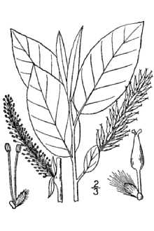 <i>Salix cordata</i> Muhl. var. balsamifera Hook.