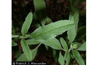 <i>Salvia lancifolia</i> Poir.