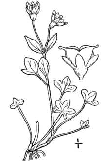 <i>Saxifraga rivularis</i> L. var. debilis (Engelm. ex A. Gray) Dorn