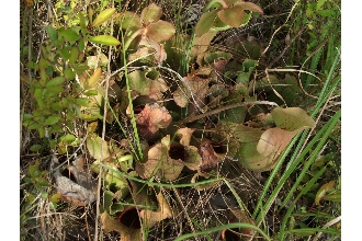 <i>Sarracenia purpurea</i> L. var. burkii Schnell