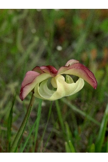 <i>Sarracenia purpurea</i> L. var. burkii Schnell