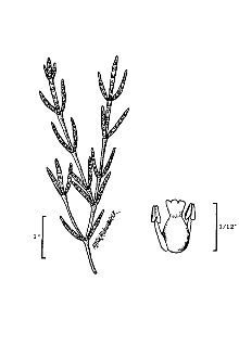 <i>Salicornia europaea</i> L. var. prona (Lunell) B. Boivin