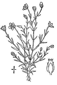 <i>Spergella saginoides</i> (L.) Rchb.