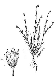 <i>Spergella saginoides</i> (L.) Rchb.