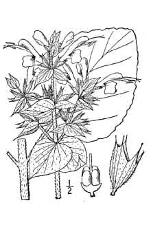 <i>Salvia sclarea</i> L. var. turkestaniana Mottet