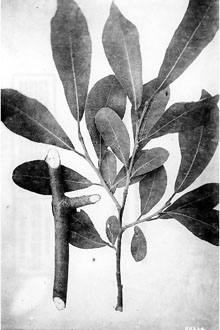 <i>Salix nuttallii</i> Sarg. var. capreoides (Andersson) Sarg.