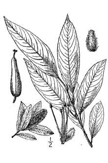 <i>Salix lucida</i> Muhl. var. serissima L.H. Bailey
