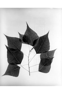 <i>Croton sebiferum</i> L.