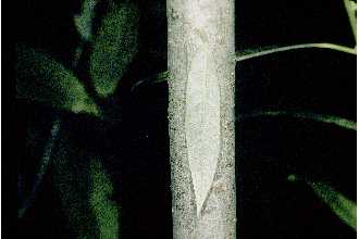 <i>Salix grisea</i> Willd.