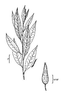 <i>Salix petiolaris</i> Sm. var. sericea (Marshall) Andersson