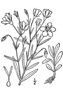 <i>Sabatia maculata</i> (Benth.) Benth. & Hook. f.
