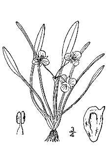 <i>Sagittaria subulata</i> (L.) Buchenau var. subulata