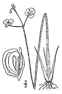 <i>Sagittaria graminea</i> Michx. var. teres (S. Watson) Bogin