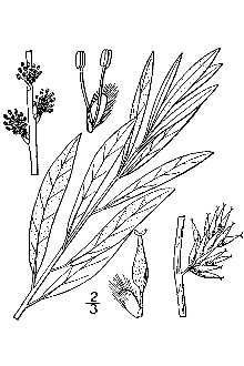 <i>Salix tristis</i> Aiton