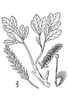 <i>Salix myrsinites</i> L. var. parvifolia Lange