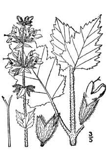 <i>Salvia verbenacea</i> L., database artifact