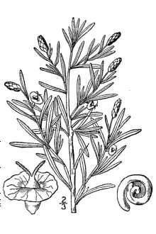 <i>Sarcobatus vermiculatus</i> (Hook.) Torr. var. baileyi (Coville) Jeps.
