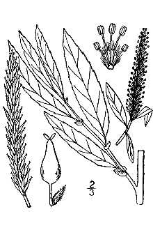 <i>Salix nigra</i> Marshall var. longipes (Shuttlw. ex Andersson) Bebb