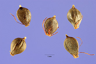 <i>Schoenoplectus lacustris</i> (L.) Palla ssp. acutus (Muhl. ex Bigelow) Á. Löve & D. Löve