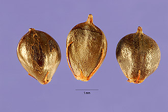 <i>Scirpus pungens</i> Vahl var. longisetus Benth. & F. Muell.