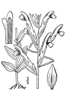 <i>Schwalbea australis</i> Pennell