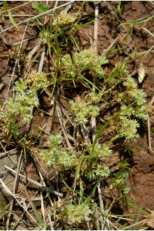 <i>Scleranthus annuus</i> L. ssp. annuus