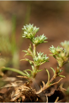 <i>Scleranthus annuus</i> L. ssp. annuus
