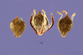 <i>Scirpus californicus</i> (C.A. Mey.) Steud. var. tereticulmis (Steud.) Beetle