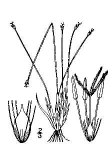 <i>Scirpus caespitosus</i> L. var. delicatulus Fernald, orth. var.