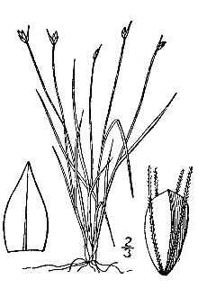 <i>Baeothryon clintonii</i> (A. Gray) Á. Löve & D. Löve