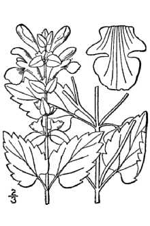 <i>Scutellaria ovata</i> Hill ssp. calcarea Epling