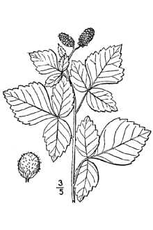 <i>Rhus aromatica</i> Aiton var. illinoensis (Greene) Rehder