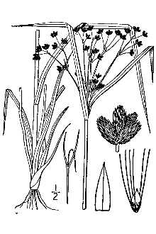 <i>Scirpus cyperinus</i> (L.) Kunth var. laxus (A. Gray) Beetle