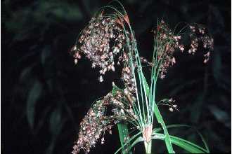 <i>Scirpus cyperinus</i> (L.) Kunth var. eriophorum (Michx.) Kunth