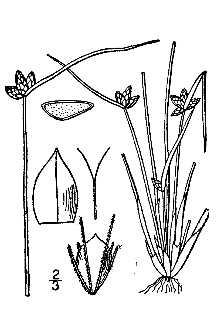 <i>Scirpus juncoides</i> Roxb. var. williamsii (Fernald) T. Koyama