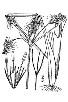 <i>Scirpus etuberculatus</i> (Steud.) Kunze