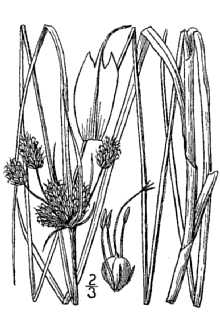 <i>Bolboschoenus maritimus</i> (L.) Palla var. paludosus (A. Nelson) Dorn